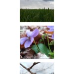 Zdjęcie przedstawia wiosnę